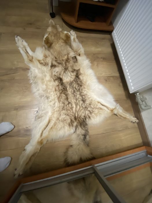 Продам натуральную шкуру волка .Отличная выченка