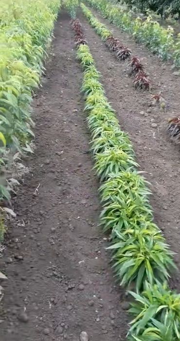 Саженцы плодовых деревьев