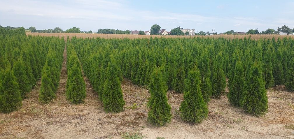 Tuje thuja szmaragd od 100 cm do 160cm