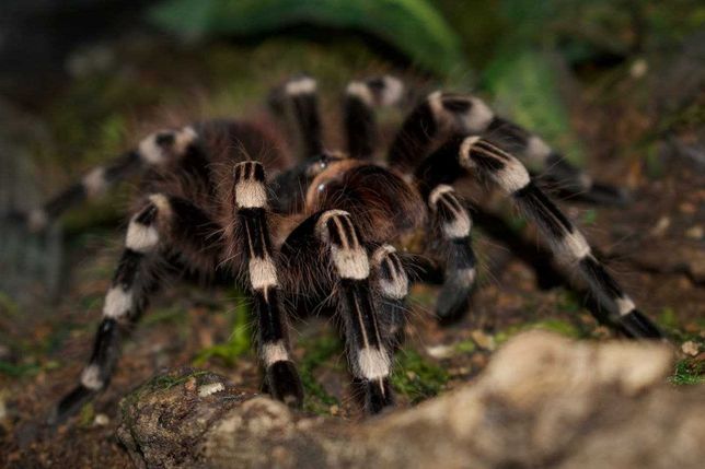 Самка белоколенного паука птицееда геникулята для новичков тарантула