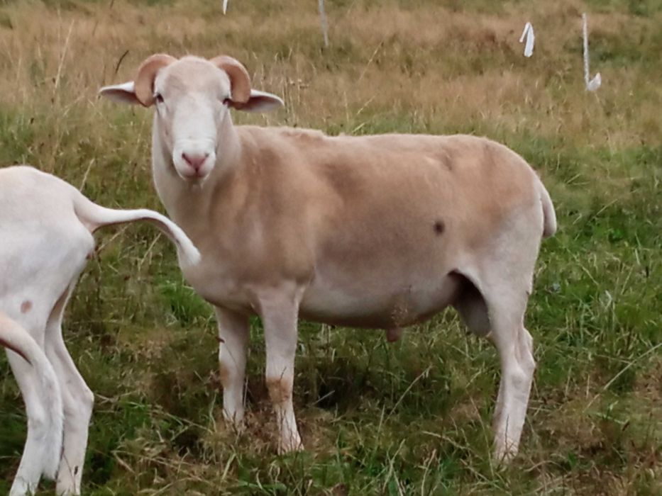 sprzedam barana nolan