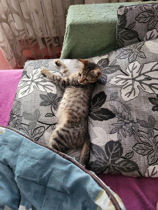 Віддам кицьку в кращі руки