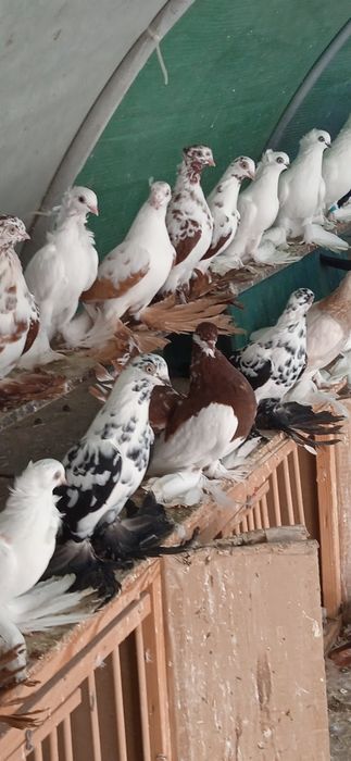 Gołębie ozdobne , widyny , blauwindry, dryjery ,i inne.