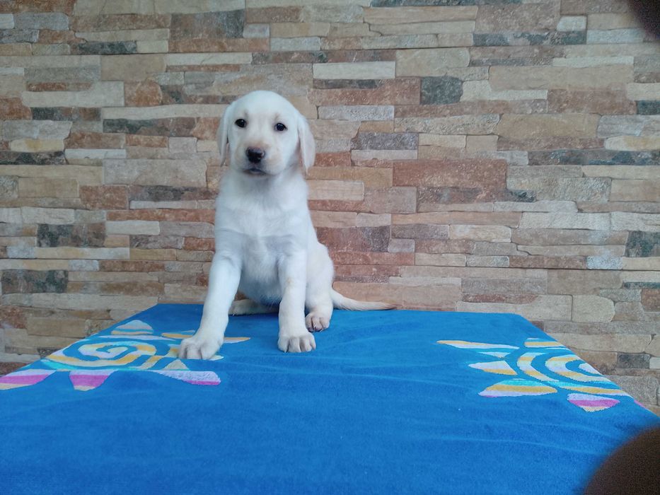 Labrador Retriever biszkopcik