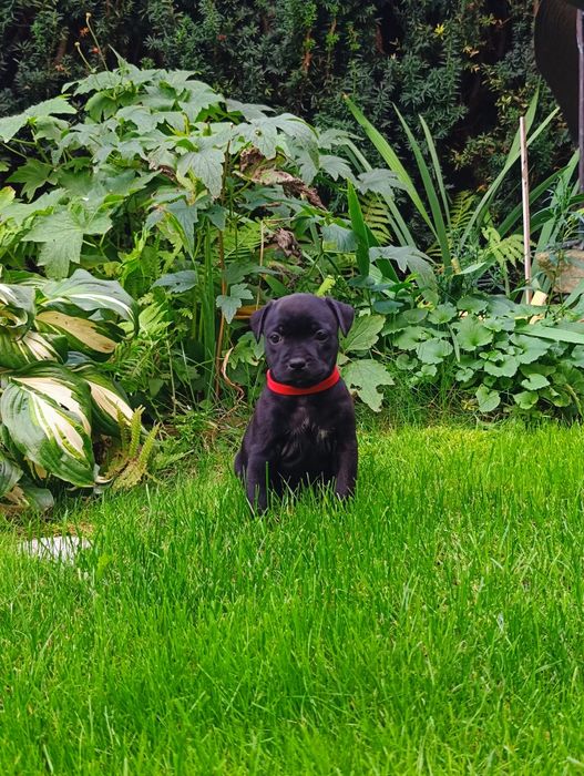 Staffordshire bull terrier ZKwP/FCI