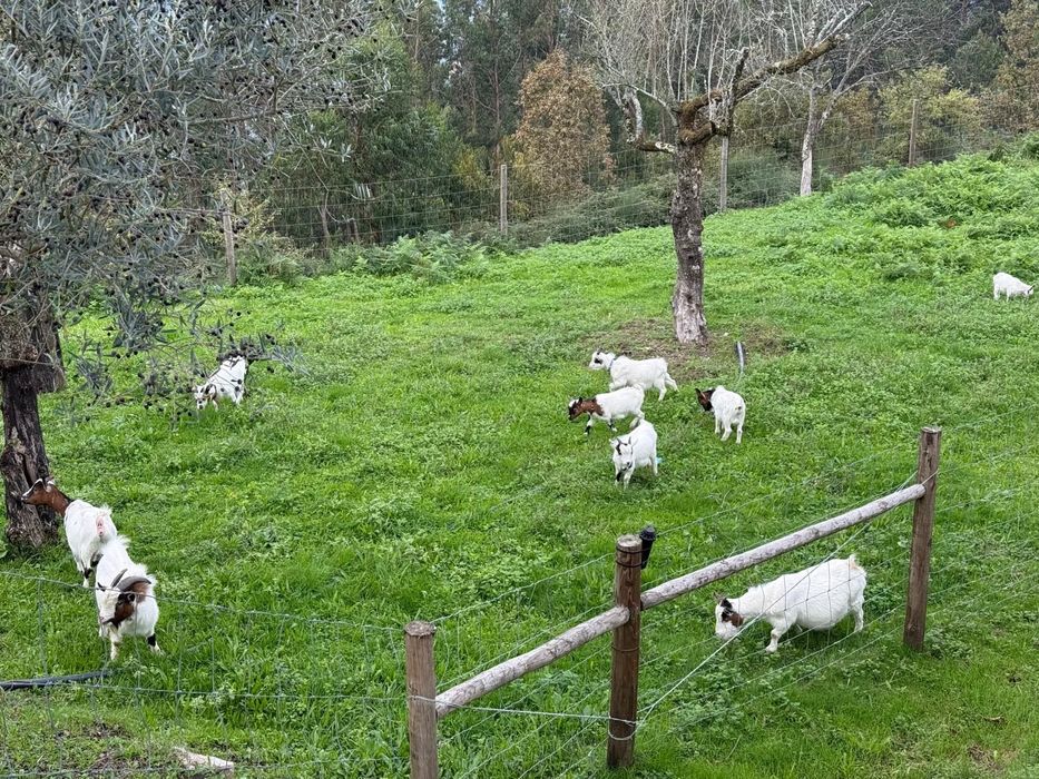 8 Cabras     anãs