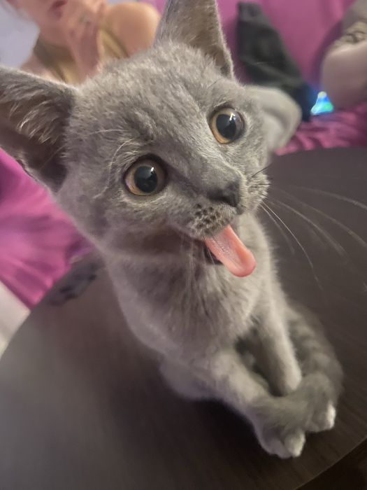 Шатландский кот