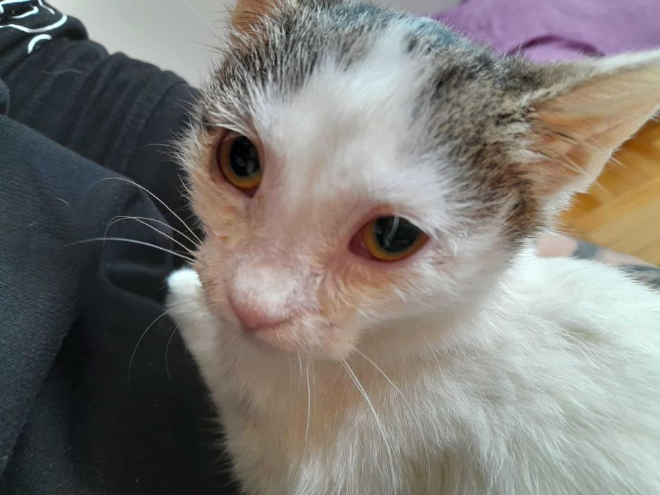 Xena - cudna kicia szuka domku