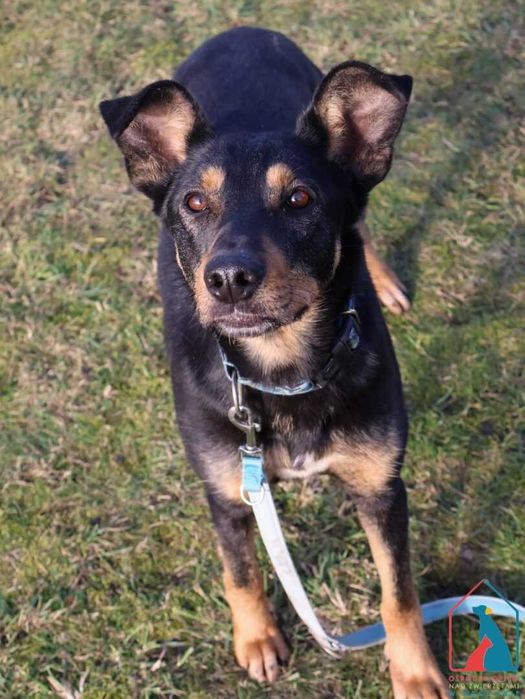 Delikatna, spokojna, spragniona miłości, uczuciowa sunia - adoptuj