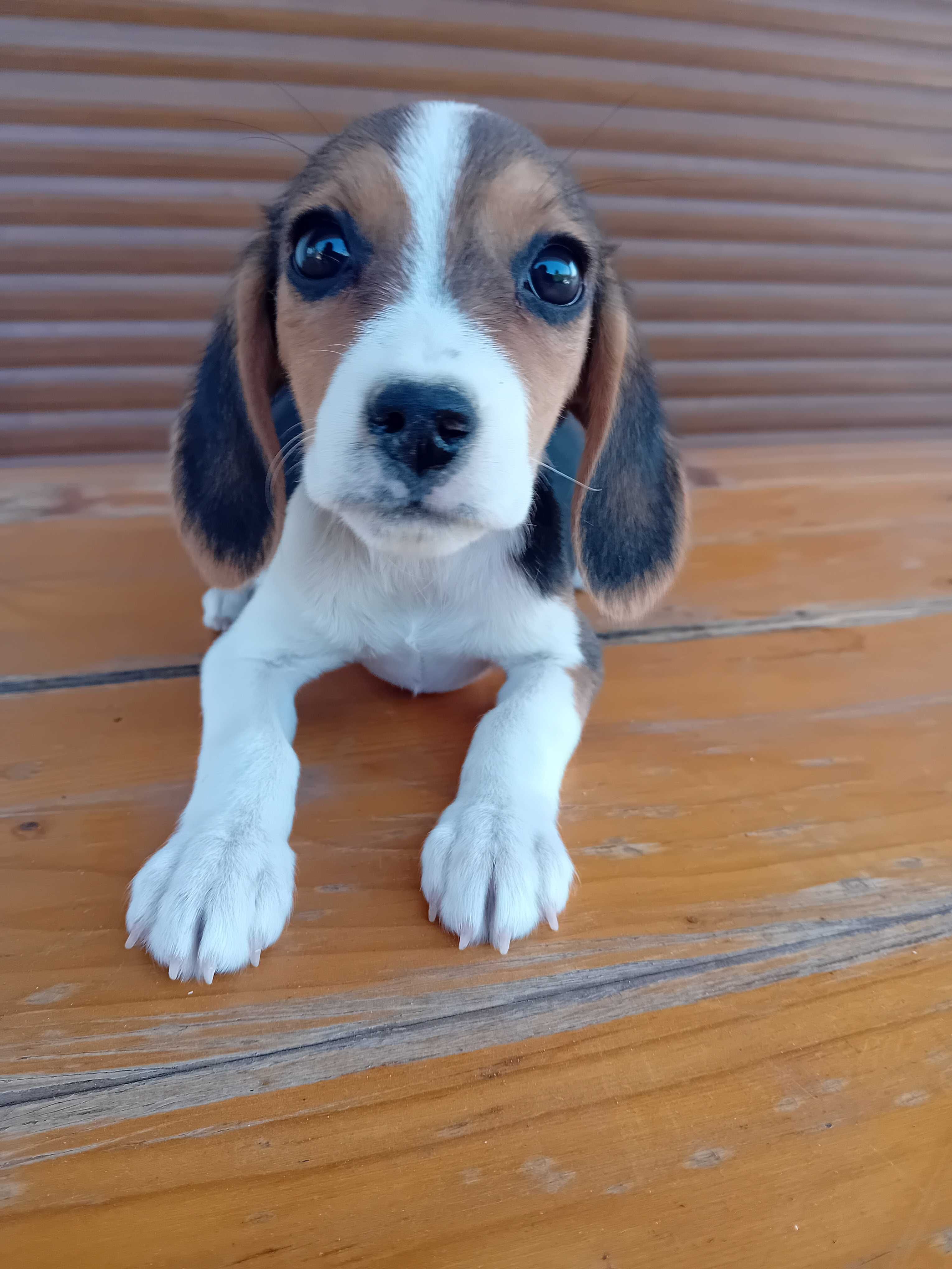 Uma Beagle fêmea