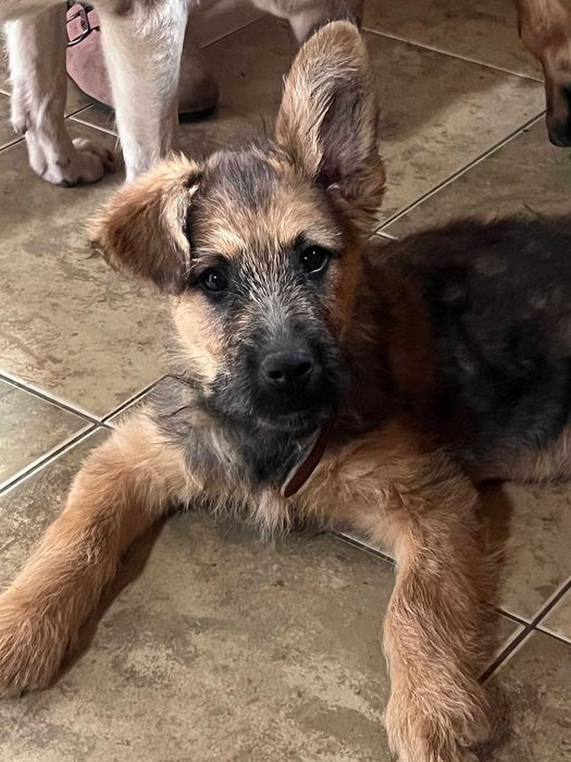 Szczeniak Gufi szuka domu