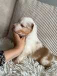 Pies owczarek australijski red merle