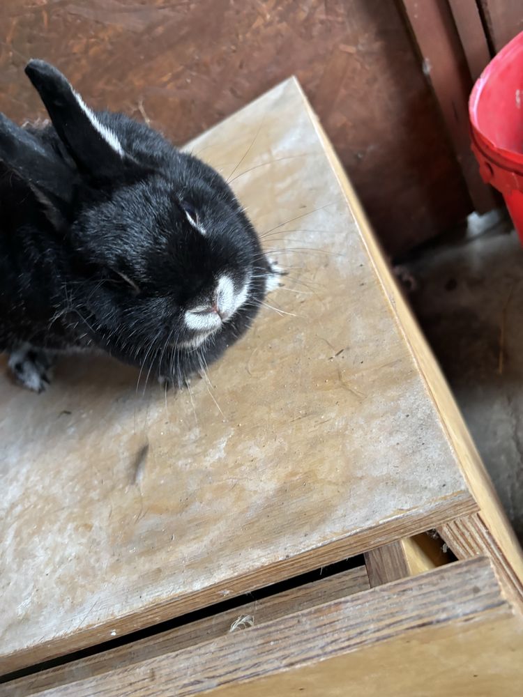 Krolik miniatorka karzelek podbielany czarny !!!