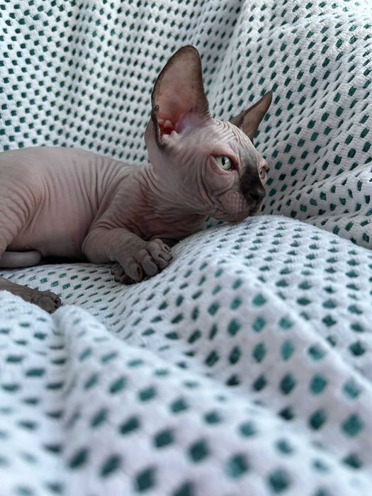 Харлі та Хілтон Дорослі хлопчики породи Канадський сфінкс