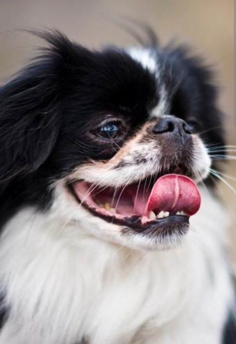 Девочка для любви и обажания