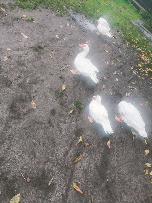 Kaczki Francuzy sprzedam