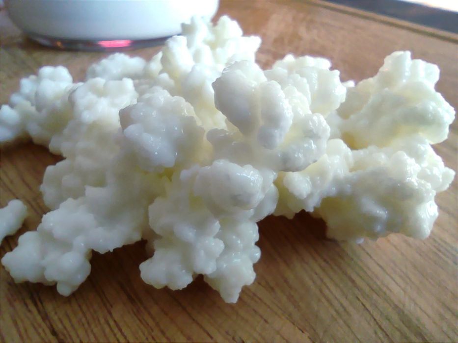 Kefir \ Quefir \ kephir de Leite