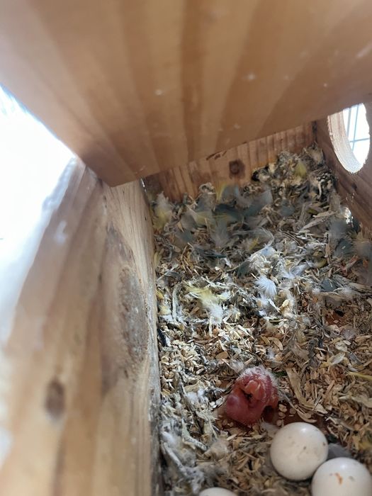 Agapornis roseicolis domesticados varias cores