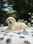 Labrador Retriever z rodowodem FCI ZKwP