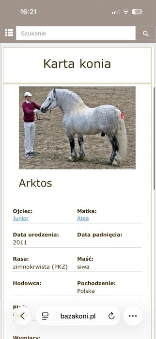 Ogierek w typie zimnokrwisty