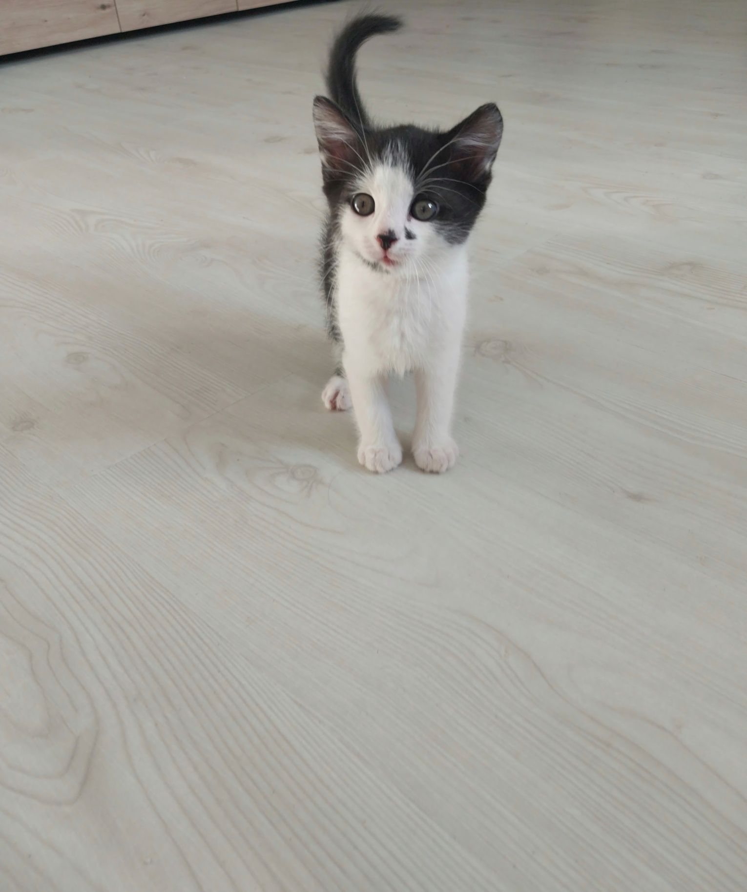 Віддам котика в хороші руки