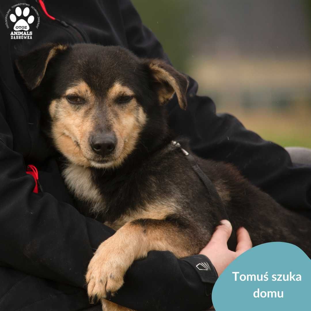 Tomuś szuka domu!