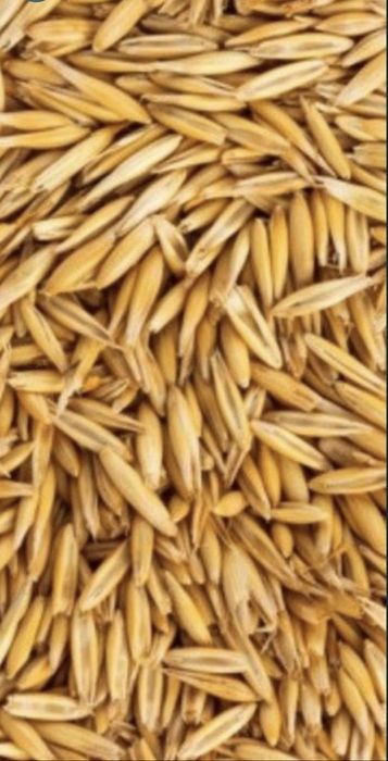 Owies bingo po centrali