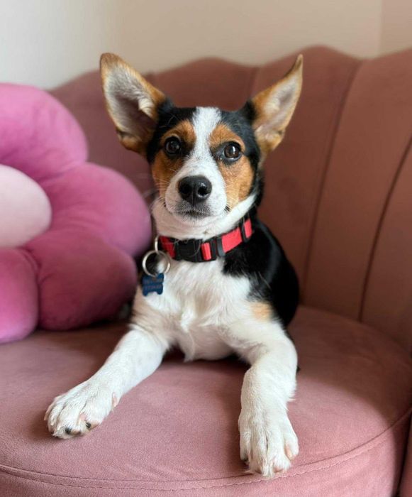 Podaruj jej dom! Urocza Debra!