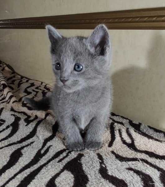 Кошенята російська блакитна. Розплідник, родовід.