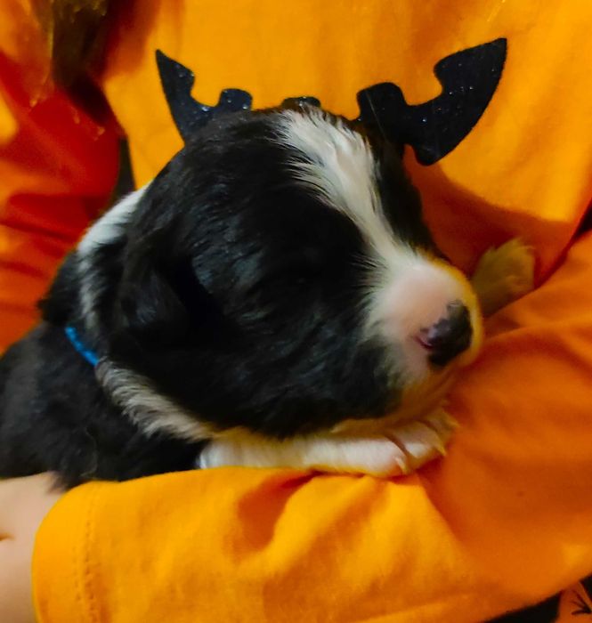 Border Collie ZKwP/FCI