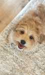 Maltipoo pies badania genetyczne