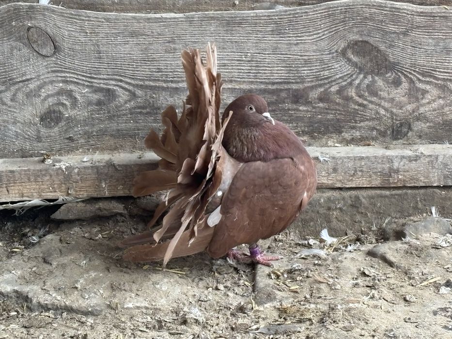 Sprzedam czerwone samice pawika