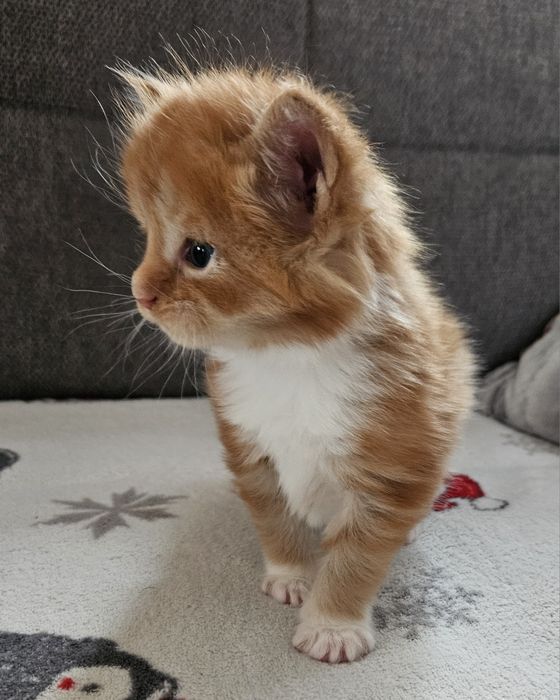 Rudy kawaler maine coon