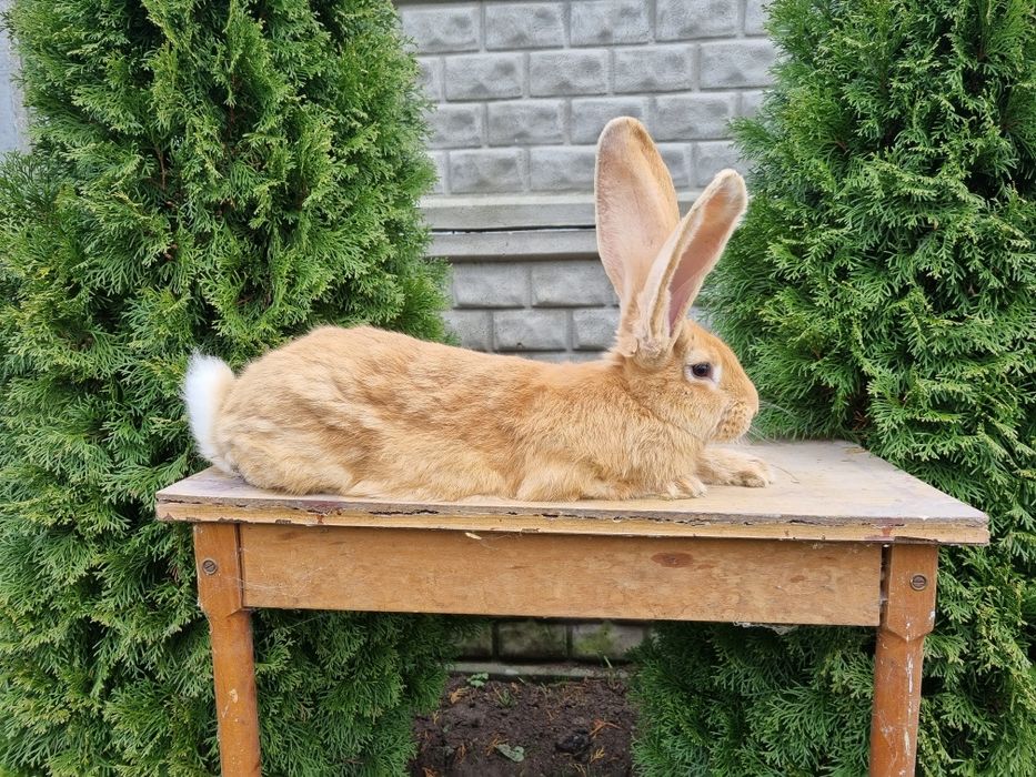 Młodzież olbrzyma belgijskiego żółtego