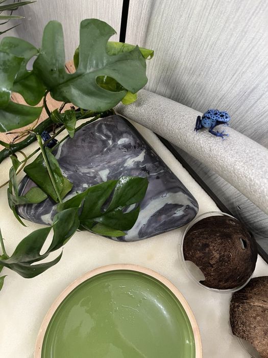 Укомплектованый и оборудованный аквариум террариум с тумбой и питомцам