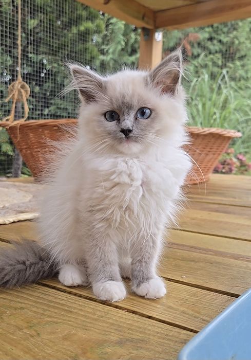 Kocurek Ragdoll Julek Na Kujawach*PLL