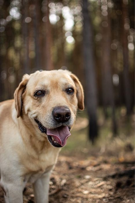 Dżeki-biszkoptowy labrador czeka na dom znający specyfikę rasy-adopcja