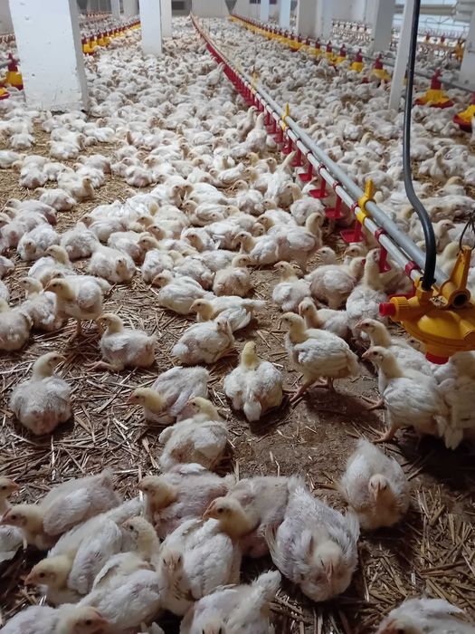 Kurczaki   brojlery