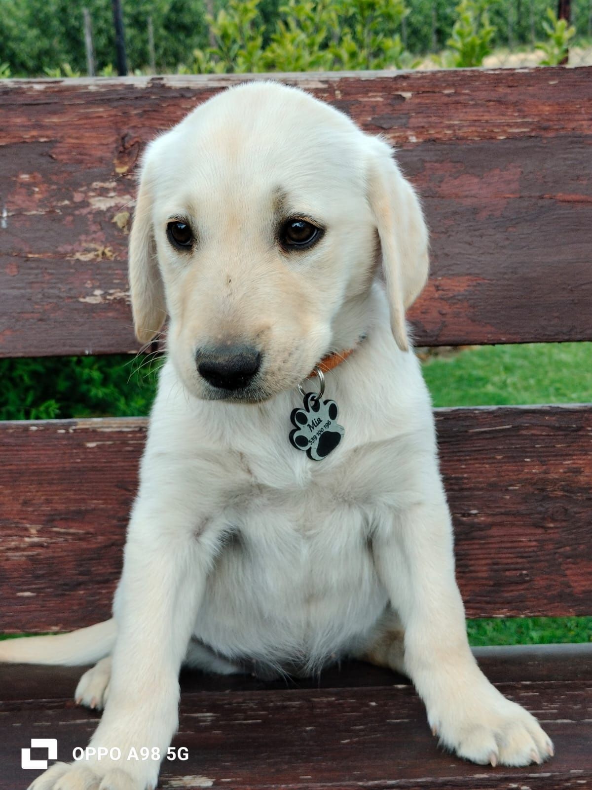 Labrador Retriever