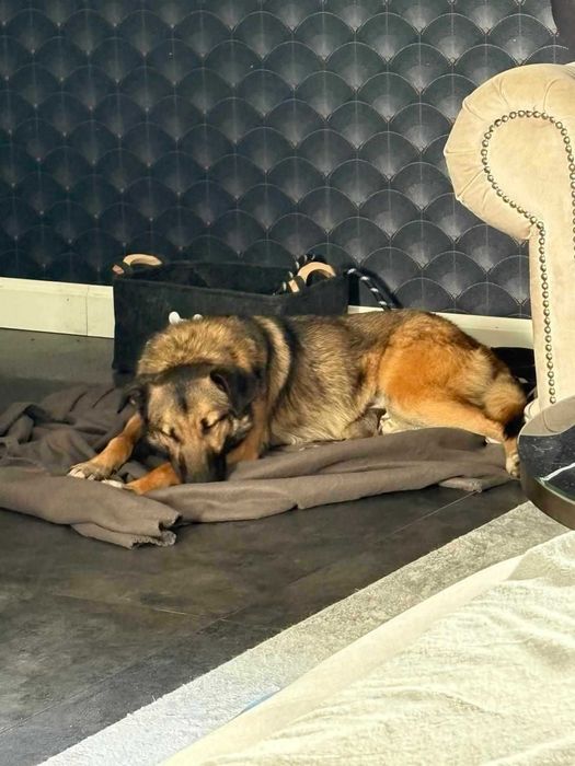 Brązowy dżentelmen Szyszek czeka na swojego człowieka