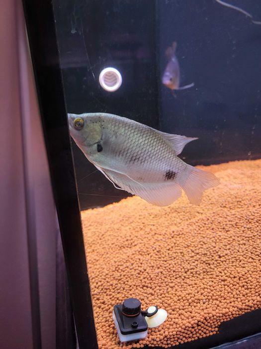 Gurami Red tail & cichla xingu