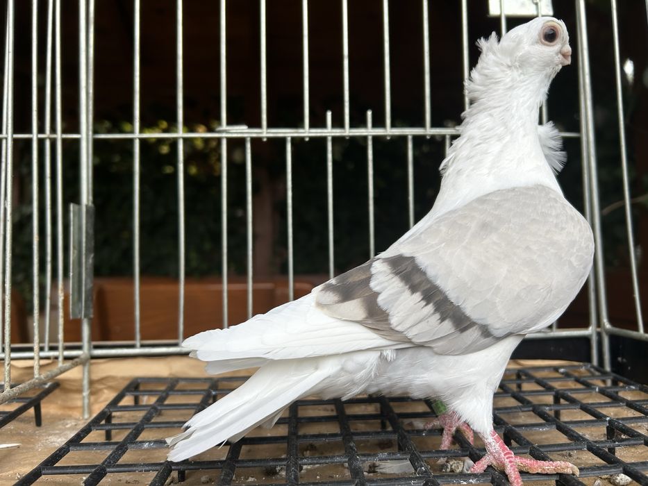 Gołębie ozdobne. Mewka polska samiczka 2025r