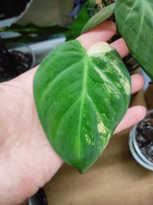 Филодендрон Миканс