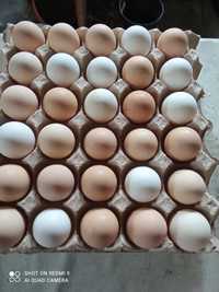 Jajka jaja elitarne wiejskie swojskie wolny wybueg