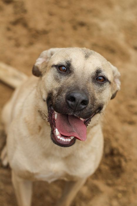 Mambo do adopcji - pies który przyleciał do Polski z wysp Karaibskich