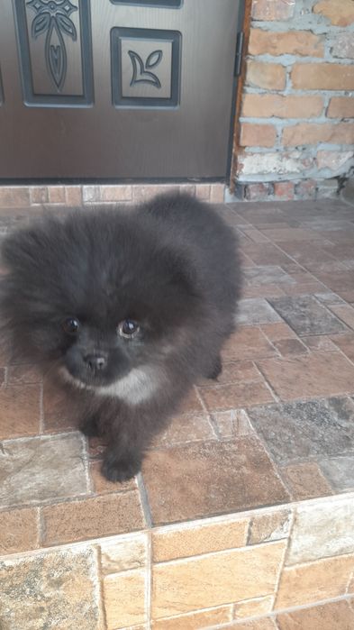 Померанські шпіци