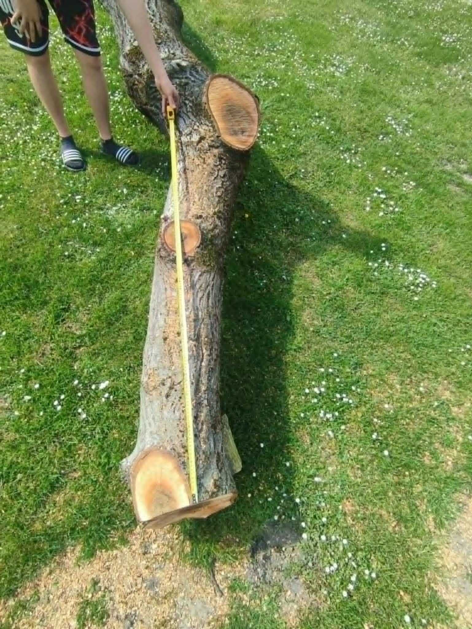 Orzech drzewo (Duży i zdrowy)
