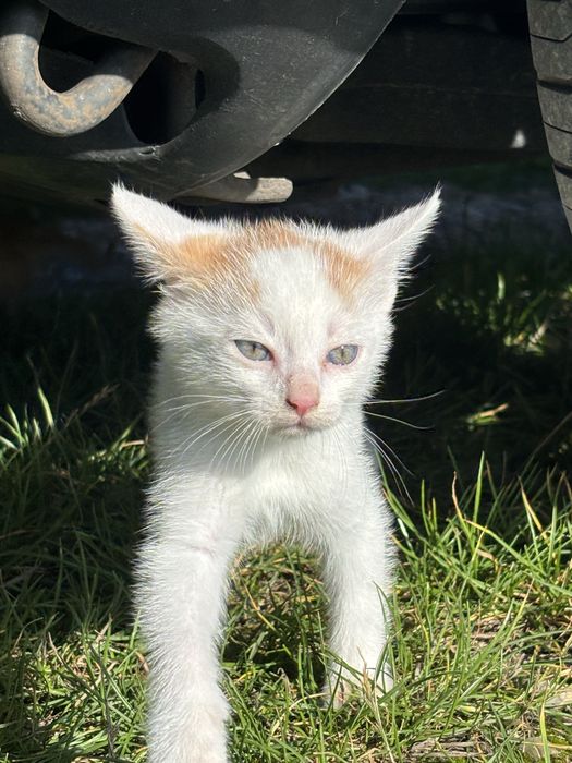 kociaki szukają nowego domu