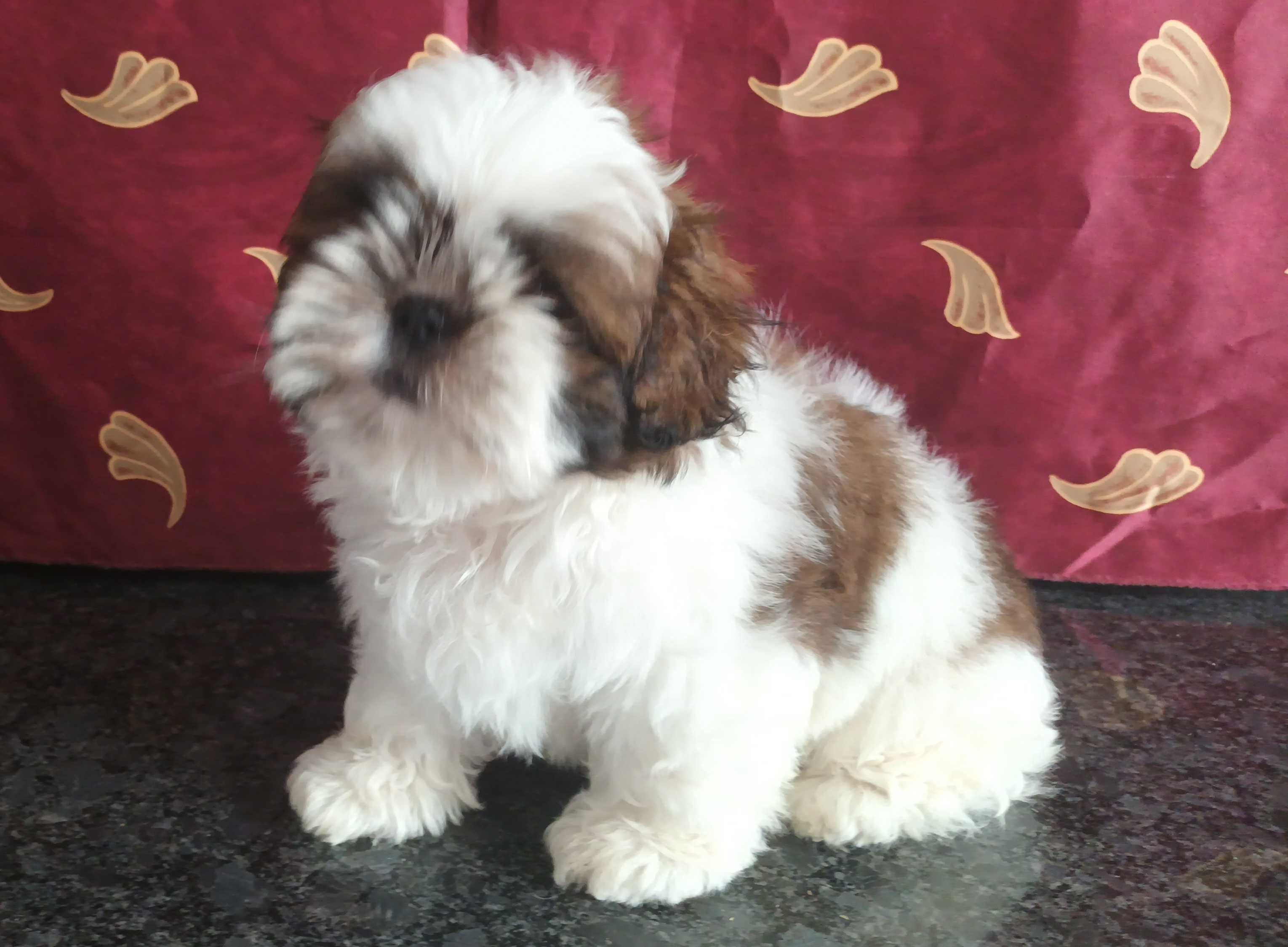 Shih Tzu piesek z rodowodem SWKIPR