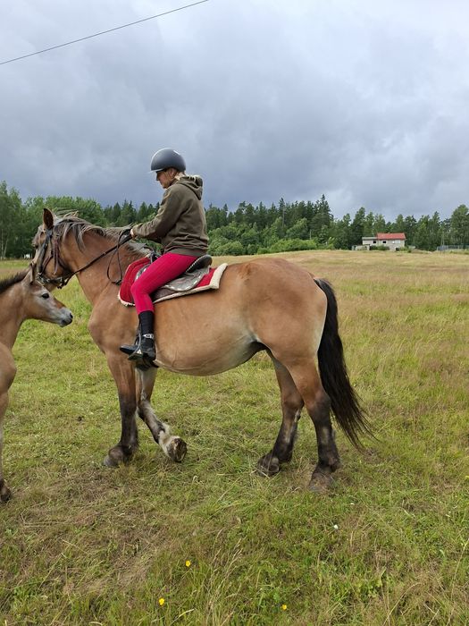 Sprzedam klacz zimnokrwistą